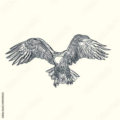 Vintage hand drawn sketch spread wings eagle