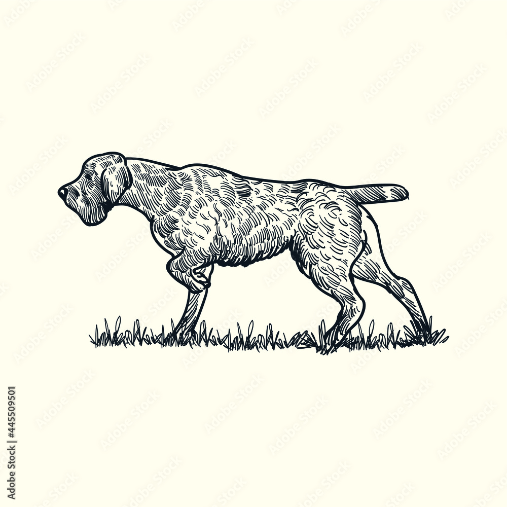 Fototapeta premium Vintage hand drawn sketch vulnerable native dog