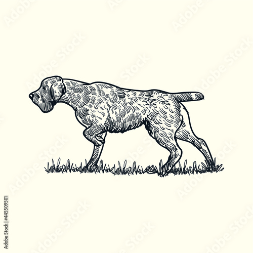 Vintage hand drawn sketch vulnerable native dog