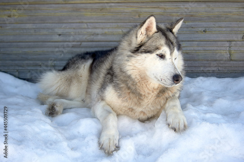 a husky dog is lying on the snow © Евгений Порохин