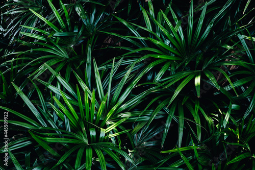 palm tree leaves
