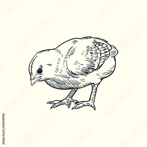 Vintage hand drawn sketch chick