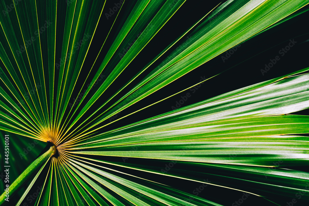 Obraz premium abstract green background