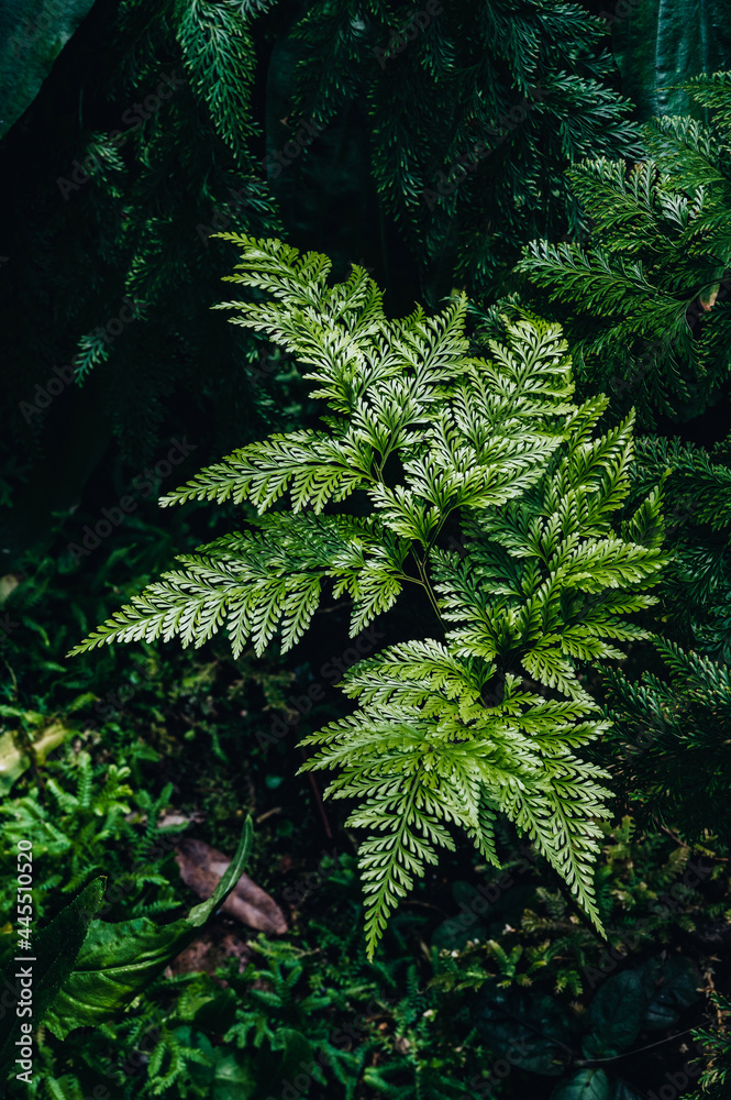 fern in the forest fern in the forest
