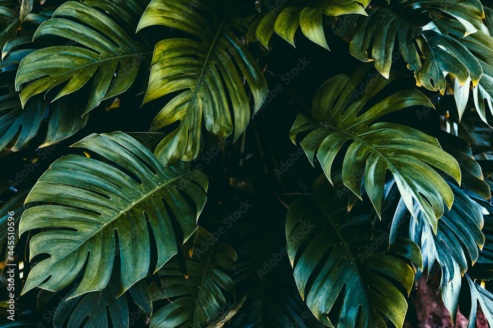 Fototapeta premium tree leaves