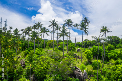 coconut trees with jungle and blue sky copy space and no people