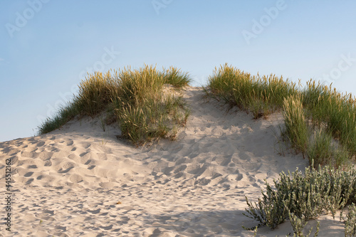 Dunes in summetime in Northern Denmark, Råbjerg Mile © bettysphotos