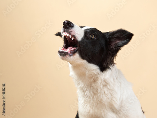 Fototapeta Naklejka Na Ścianę i Meble -  funny dog barks. Happy Border Collie puppy . Pet on a beige background
