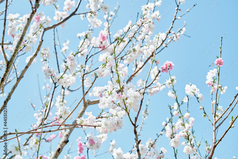 Ume (Japanese Plum / Apricot) Blossom Ume (Japanese Plum / Apricot) Blossom