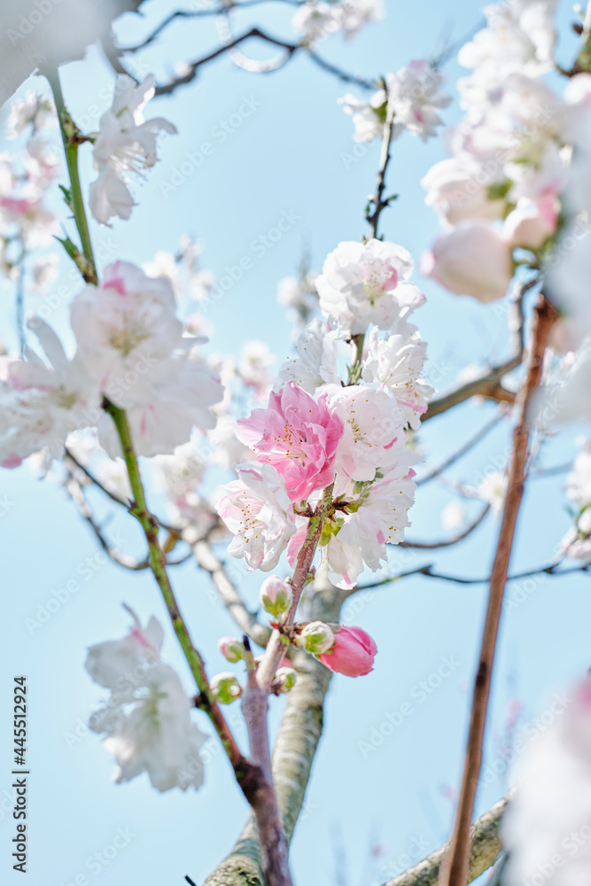 Ume (Japanese Plum / Apricot) Blossom