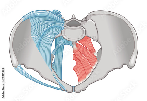 骨盤を真上から見た靭帯と筋肉のイラスト、illustration photo
