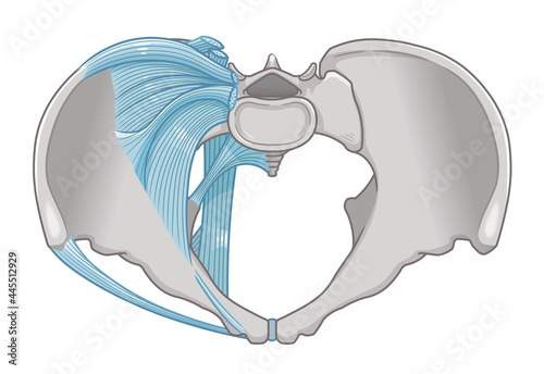 骨盤を真上から見た靭帯のイラスト photo