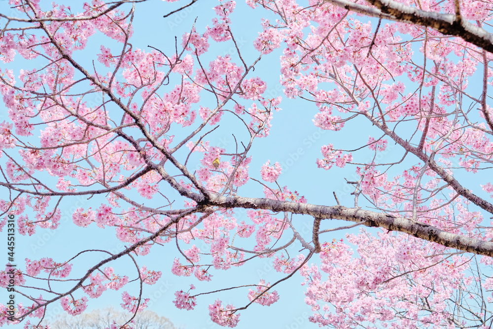 Warbler with Sakura (Cherry Blossom) 