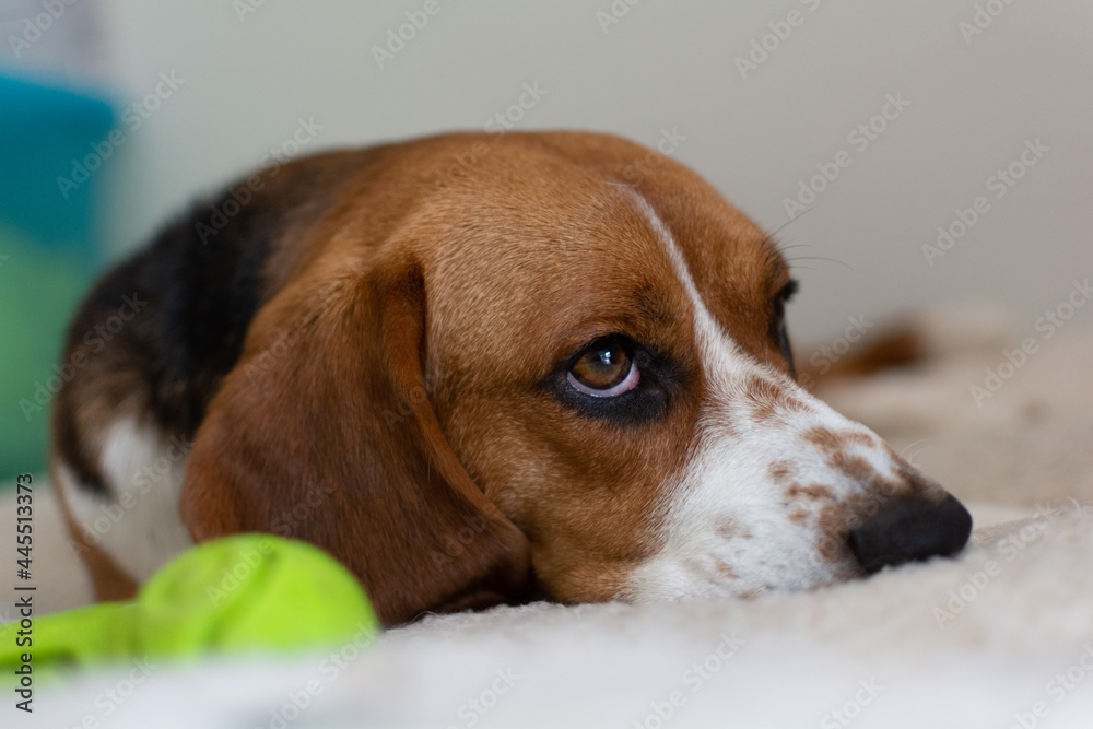 Close up on a beagle dog in an appartement interior 