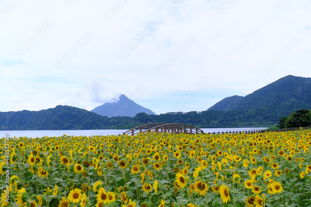 Fototapeta premium 池田湖のひまわりの風景