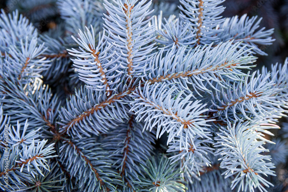  Branches of a beautiful blue spruce or pine close-up, beautiful winter background
