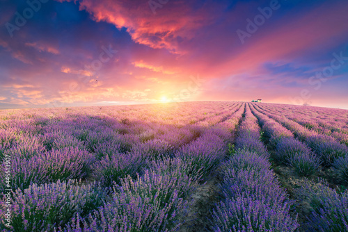 Lavender field summer sunset landscape with single tree near Valensole.Provence,France