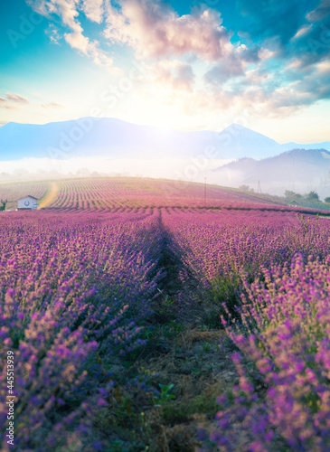 Lavender field summer sunset landscape with single tree near Valensole.Provence France