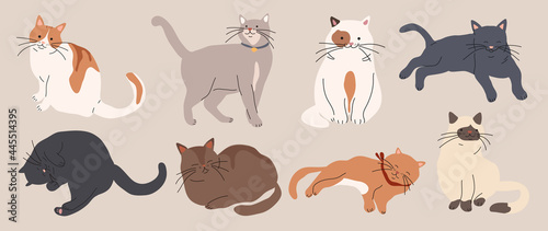 Fototapeta Naklejka Na Ścianę i Meble -  Cute and funny cats doodle vector set. Cartoon cat or kitten characters design collection with flat color in different poses. Set of purebred pet animals isolated on white background.