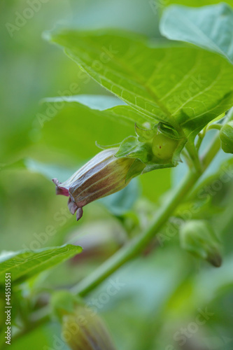 Foto Closeup of a deadly nightshade blossom (Atropa belladonna)