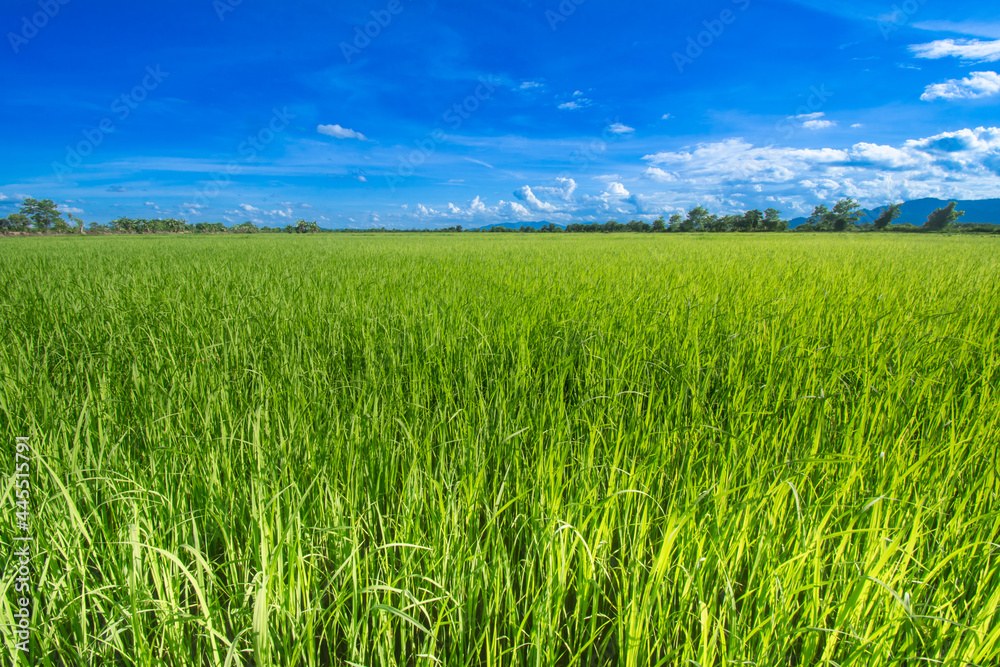 Beautiful green rice fields with blue sky clouds and beautiful landscapes can be brought to the background.