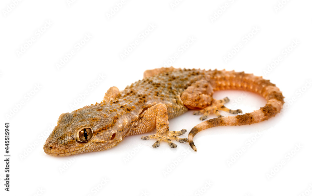 Naklejka premium Gecko in studio