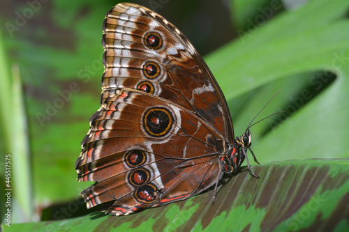 Underside of the wings of a blue morpho butterfly, Morpho didius, resting on a green leaf. © David