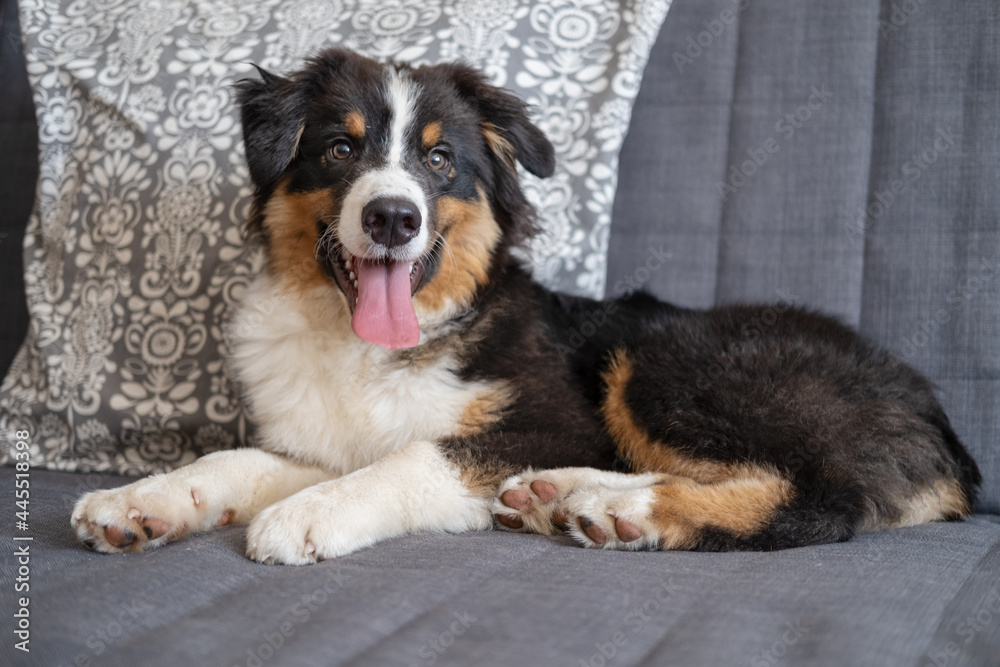 Australian shepherd three colours puppy do lie on couch 