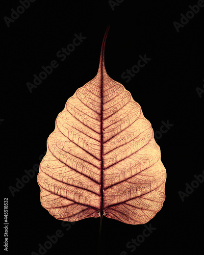 Golden Leaf