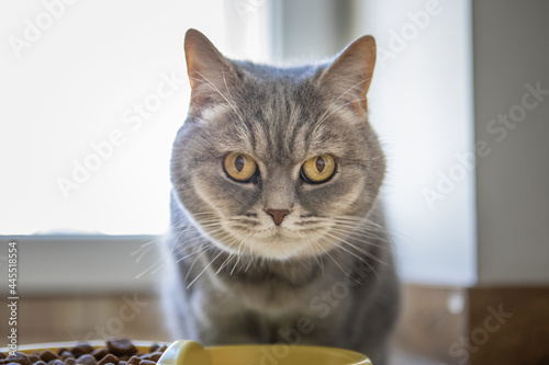 domestic grey cat eating