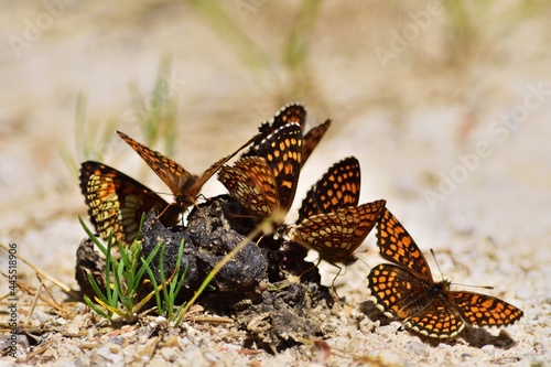 Melitaea athalia und Melitaea diamina Schmetterlinge