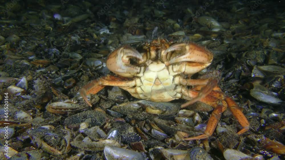 Rare moment of behavior: the old Green crab or Shore crab (Carcinus maenas) scratches its back on the seabed and try to clear its eyes of algae that has grown on them. Rare moment of behavior: the old Green crab or Shore crab (Carcinus maenas) scratches its back on the seabed and try to clear its eyes of algae that has grown on them.