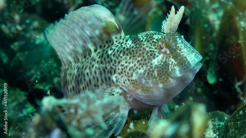 Male Tentacled blenny (Parablennius tentacularis) at the bottom covered with mussel shells, then leaves the frame, close-up. photo