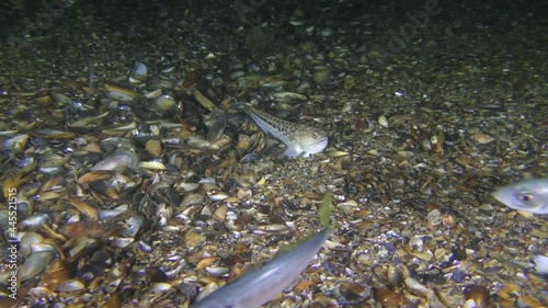 The poisonous fish Greater weever (Trachinus draco) watches a flock of horse mackerel. photo