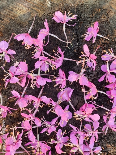 Tea plant flowers lie on a wooden stump. Pink flowers are collected for future consumption.