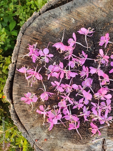 Tea plant flowers lie on a wooden stump. Pink flowers are collected for future consumption.