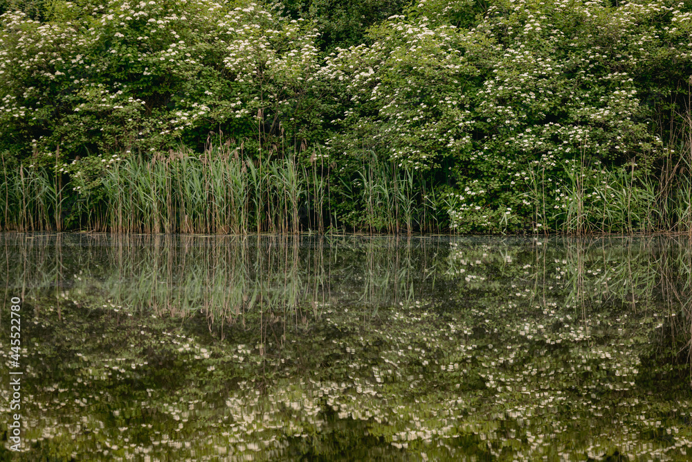 reflection of guelder rose bushes and reeds in small pond. Spring evening, calm water reflection of guelder rose bushes and reeds in small pond. Spring evening, calm water