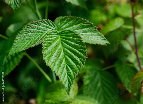 Relief leaves of raspberry. Shallow depth of field. Close up photo of green leaf texture. raspberry bush in garden.