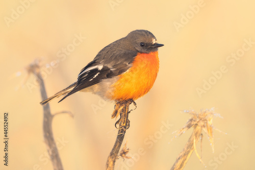 Flame robin (Petroica phoenicea) perched on artichoke thistle/cardoon (Cynara cardunculus) in warm morning light