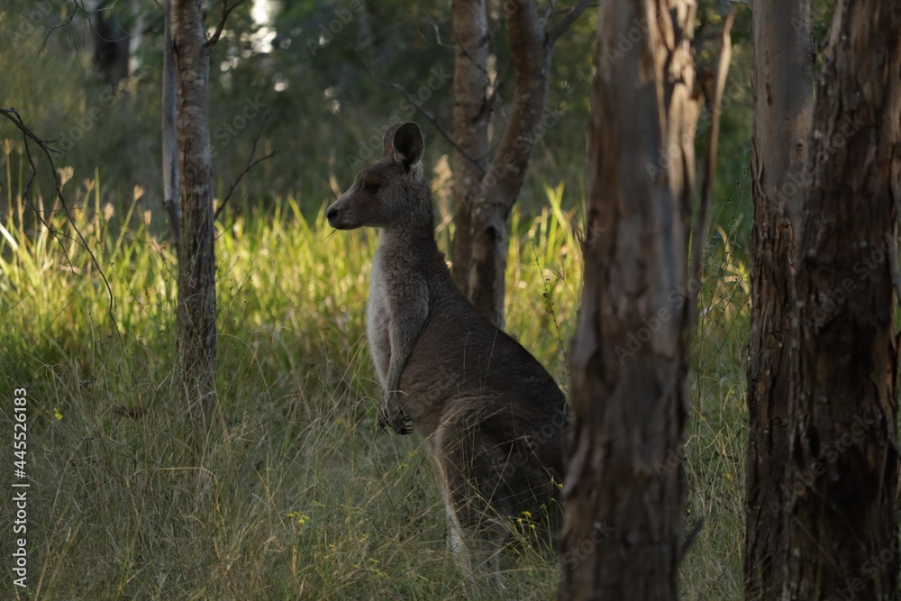 The eastern grey kangaroo (Macropus giganteus) is a marsupial found in the eastern third of Australia The eastern grey kangaroo (Macropus giganteus) is a marsupial found in the eastern third of Australia