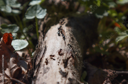 Forest ants crawl along the branch.