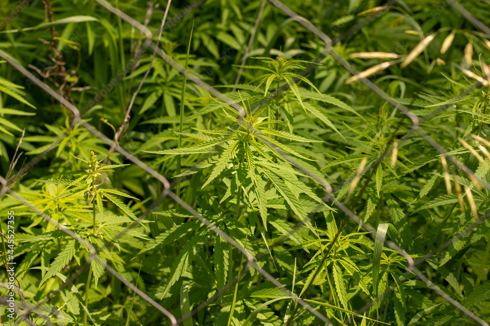 Marijuana plants behind a mesh fence. Growing cannabis on an eco farm