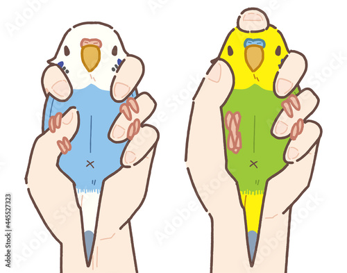 セキセイインコ 2点・3点保定法のイラスト