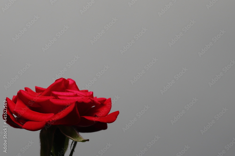 Czerwona róża na białym tle - obrazy, fototapety, plakaty 