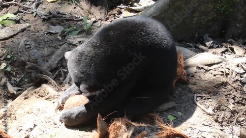 Sun bear Helarctos malayanus in Bornean Sun Bear Conservation Centre photo