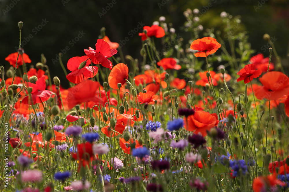 Fototapeta premium Close up of beautiful poppies and other wild flowers. Buds and flowers of spring. Natural green vegetation in the background.