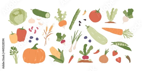 Set of fresh organic farm vegetables. Healthy vegetarian food. Autumn harvest of pumpkin, carrot, onion, asparagus, corn, peas. Colored flat vector illustration of veggies isolated on white background