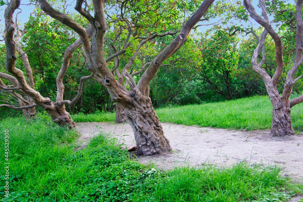 An abandoned garden with old trees with thick winding trunks. An abandoned garden with old trees with thick winding trunks.