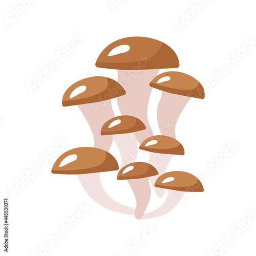 Autumn oyster mushroom. Vector illustration isolated. For the design, decoration or printing of postcards