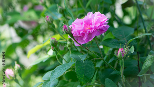 pink rose flower background. Red roses on a bush in the garden, close-up. delicate pink rose flower with green leaves. Red Rose Magic. beauty in the garden. concept of romance, gift